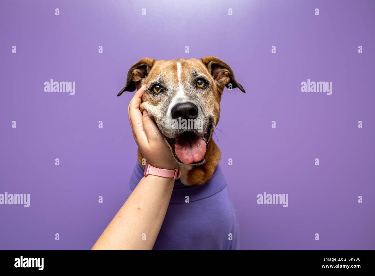 Dog in a sweater, dog at work with a purple wall. Pets at work concept