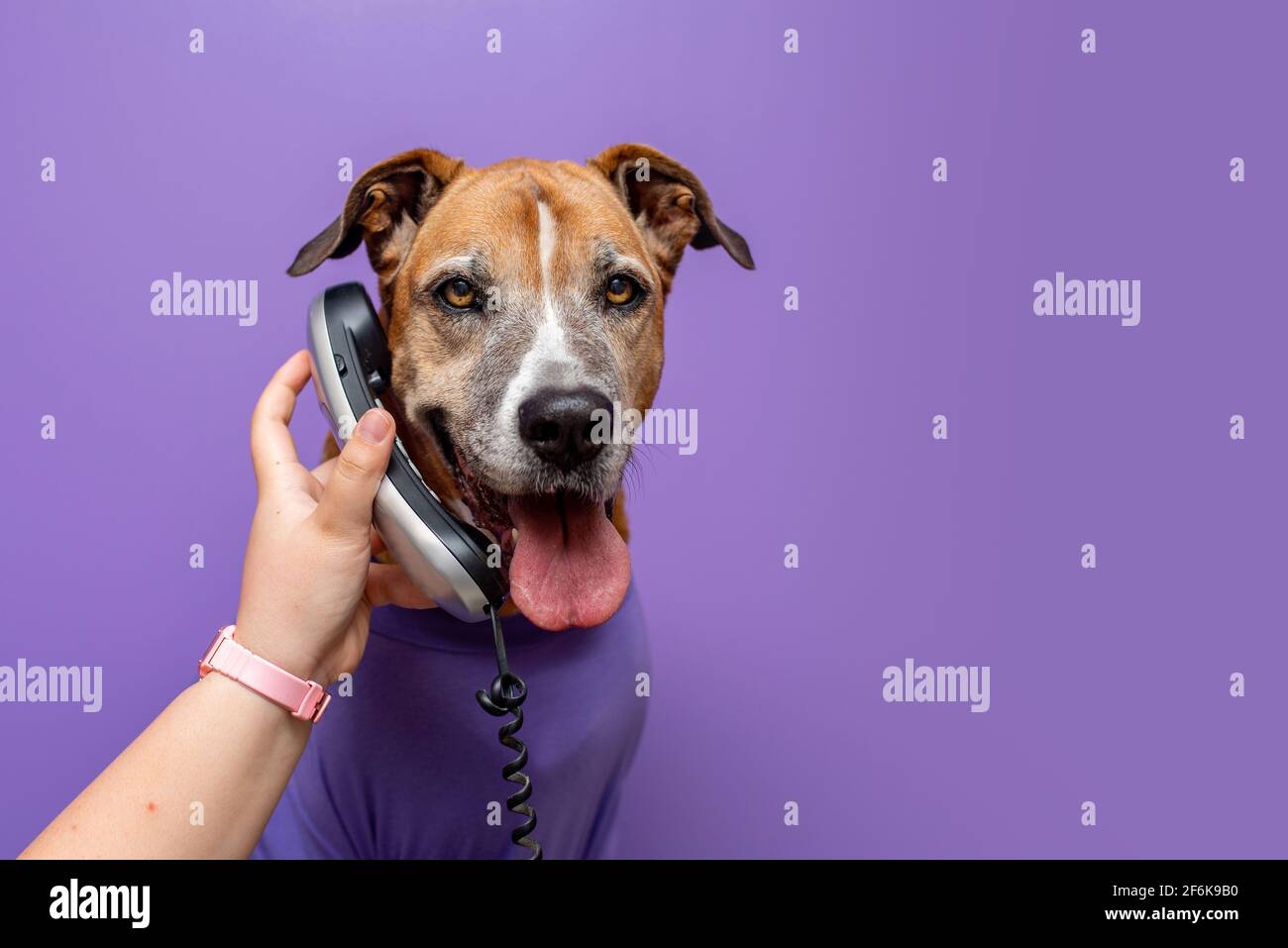 Dog in a sweater, dog at work with a purple wall. Pets at work concept