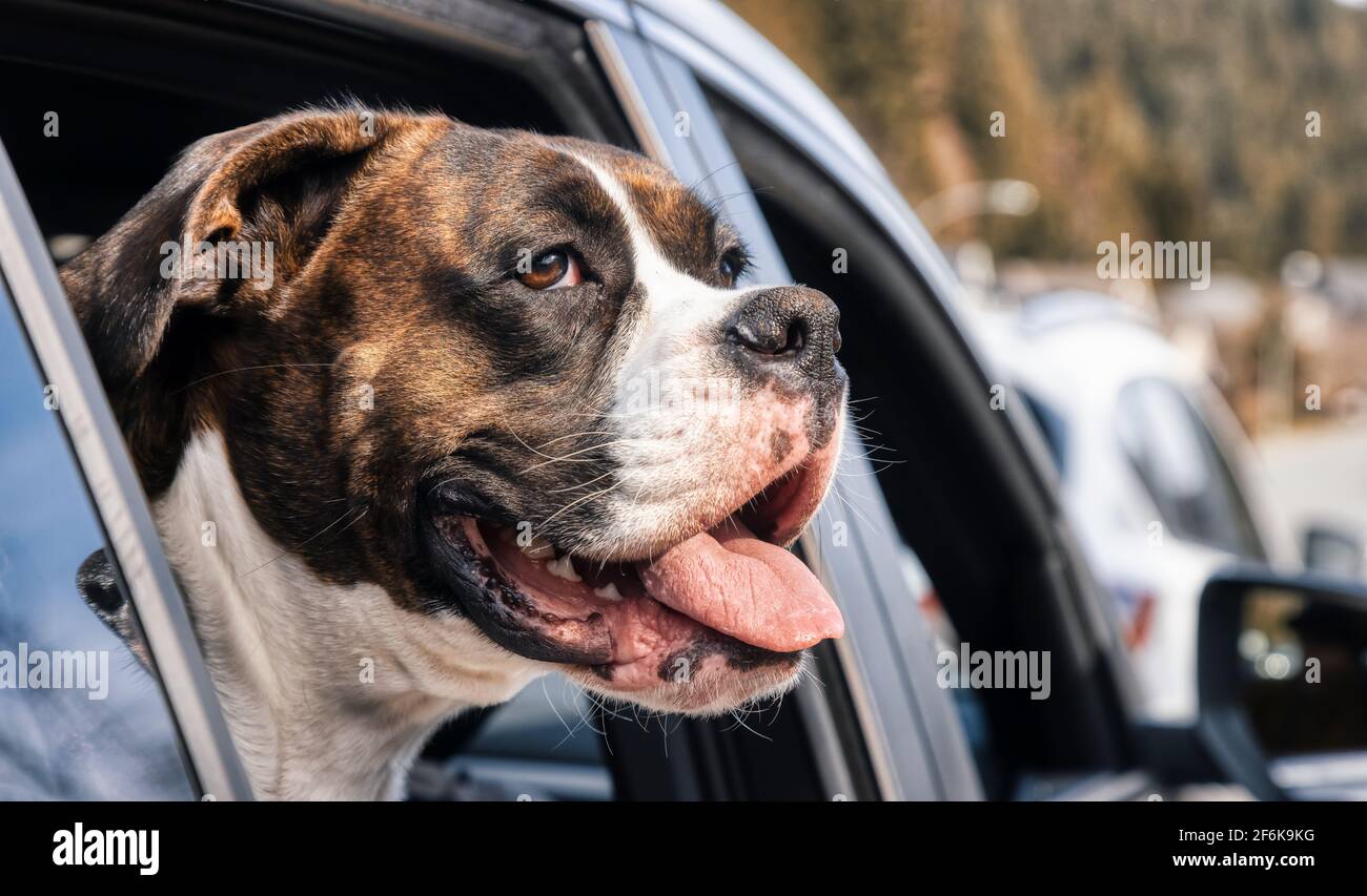 Adorable Female Boxer Dog with Face Out the Car Window Stock Photo Alamy