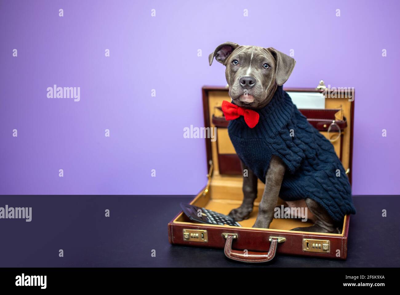 Dog in a sweater, dog at work with a purple wall. Pets at work concept