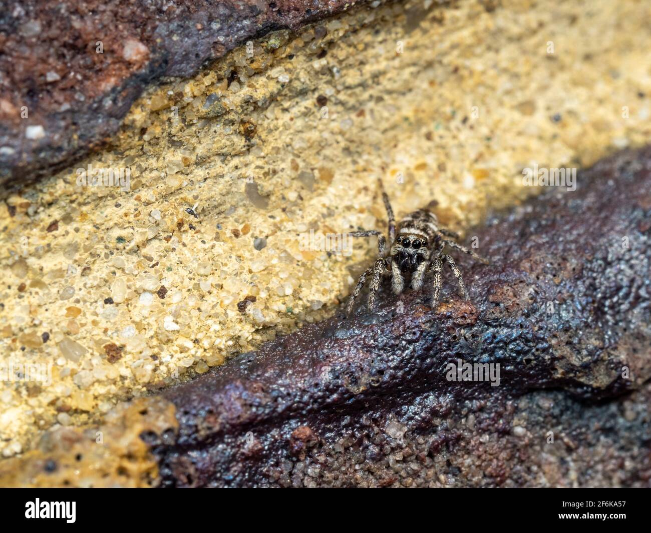 Zebra Jumping Spider on a Wall Stock Photo Alamy