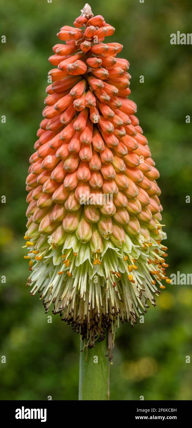 Inflorescence of a garden torch lily with blurred background Stock ...