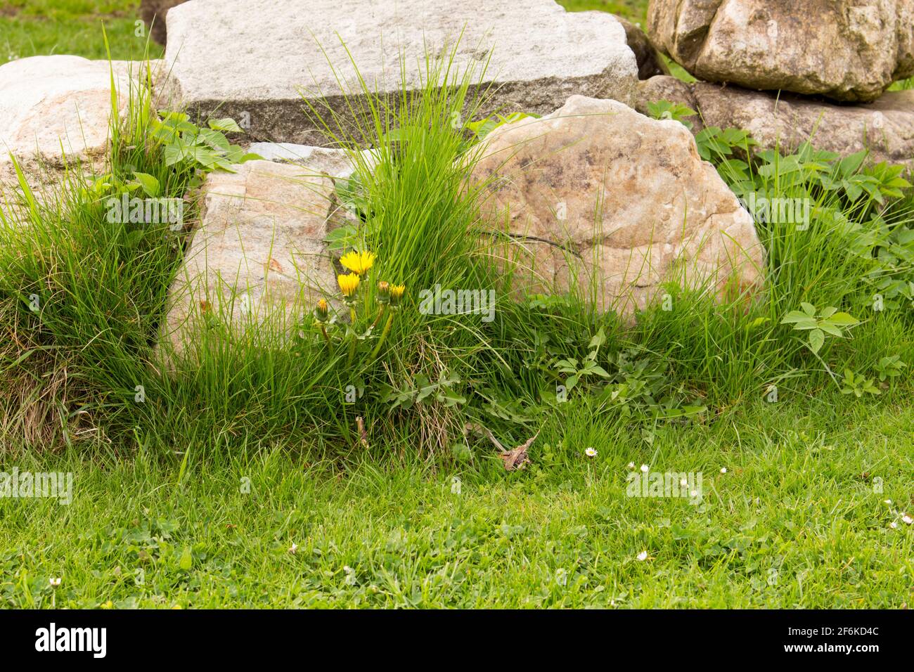 couple of stones on grass Stock Photo