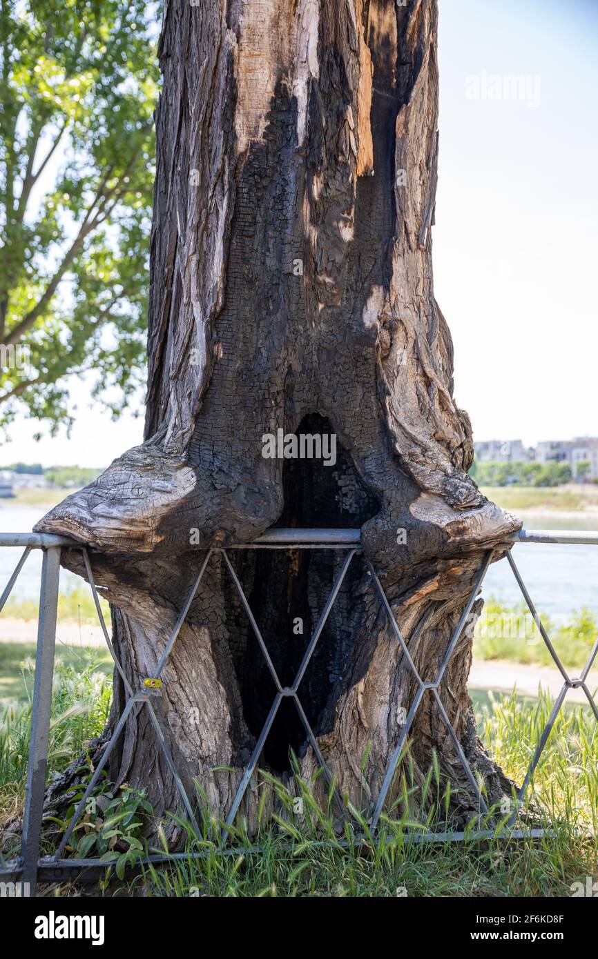 old tree trunk encloses iron railings Stock Photo - Alamy