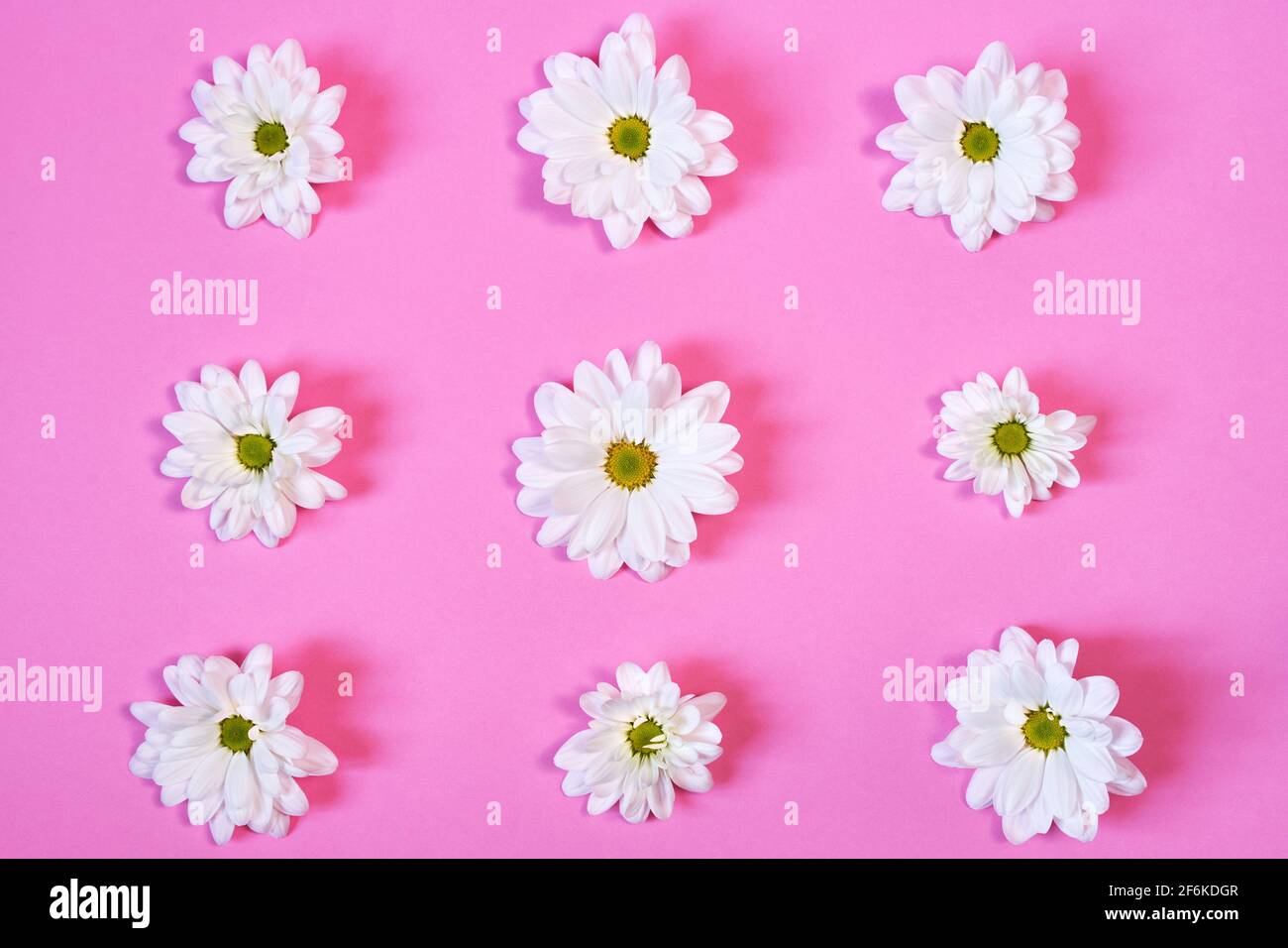 white daisies on rose background Stock Photo Alamy