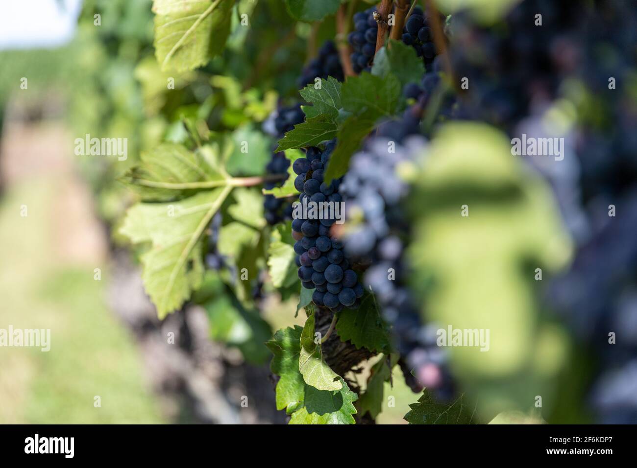 Grapes on the vine, partly out of focus Stock Photo