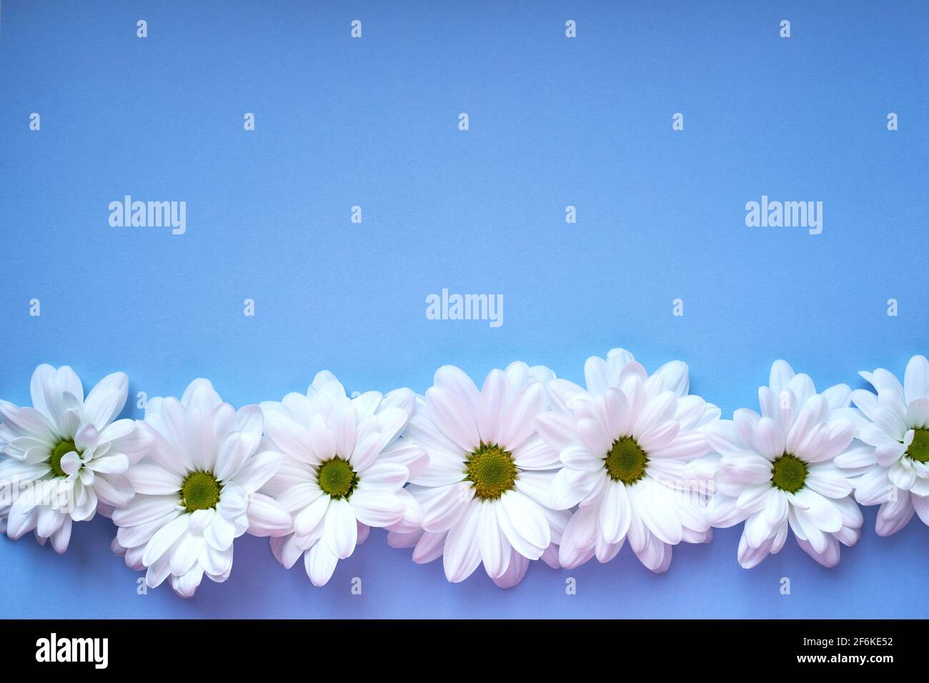 Light Blue Floral Background With White Gypsophila Flowers And Copy Space For Your Design Baby S Breath Flowers On Pastel Blue Desktop Flat Lay Spri Stock Photo Alamy