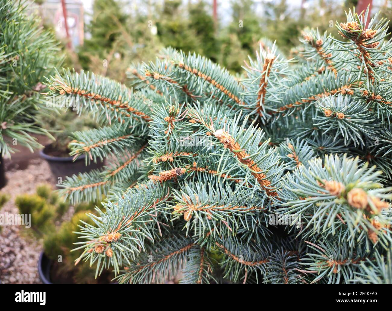 Blue spruce branch with needles close-up. Christmas tree in nature. Nature background Stock Photo