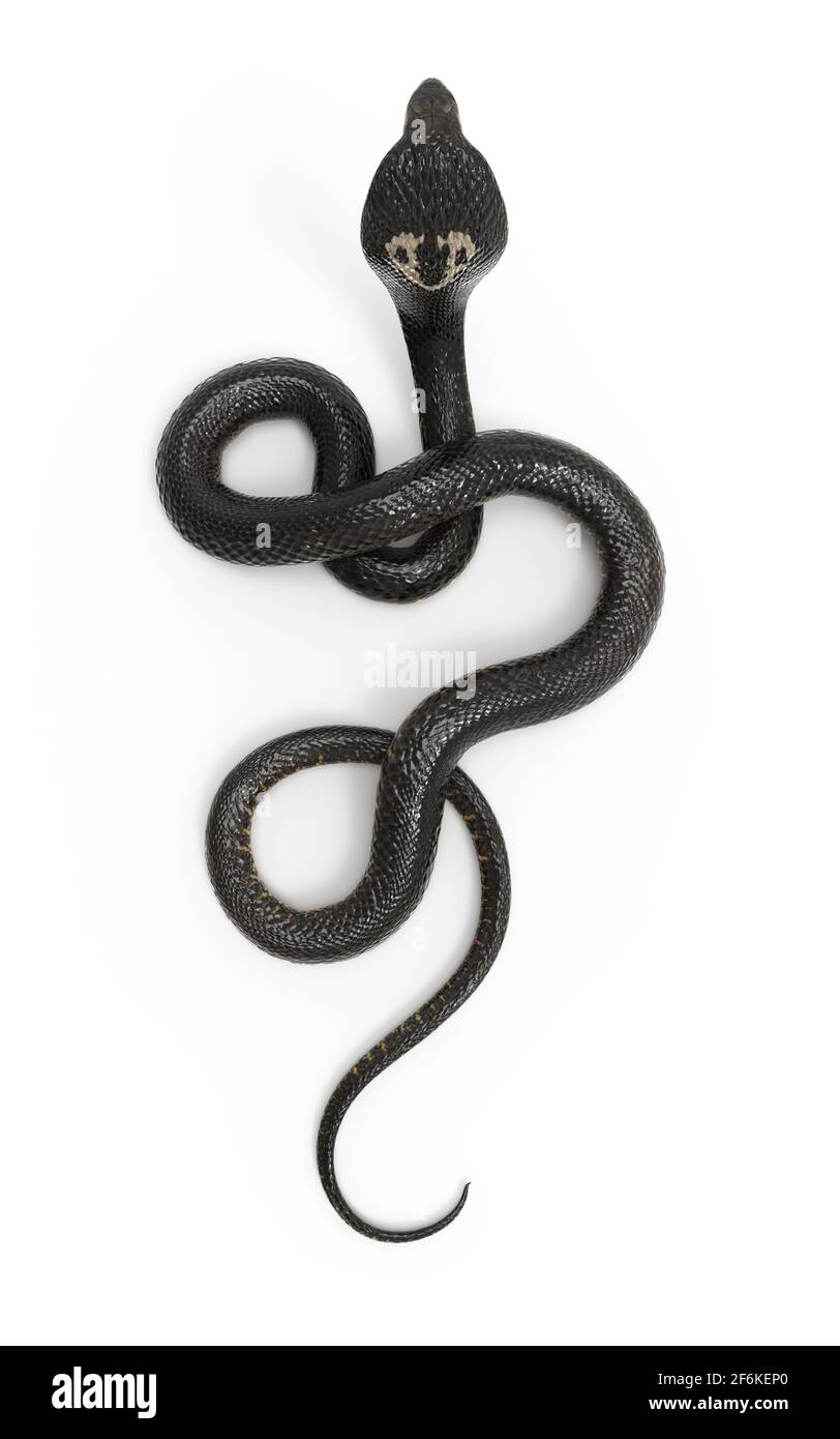 3d Illustration King Cobra The World's Longest Venomous Snake Isolated on  White Background, King Cobra Snake, 3d Rendering Stock Photo - Alamy