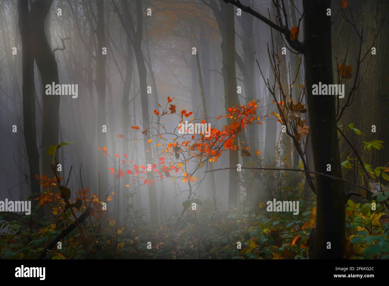 Sunlight breaking through across trees in a misty, foggy UK woodland forest and lighting the autumn leaves of a young small tree. Stock Photo