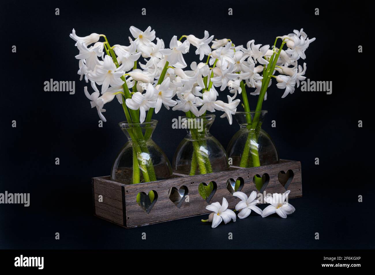 Bouquets of white Hyacinths  in small glass vases on a black background Stock Photo