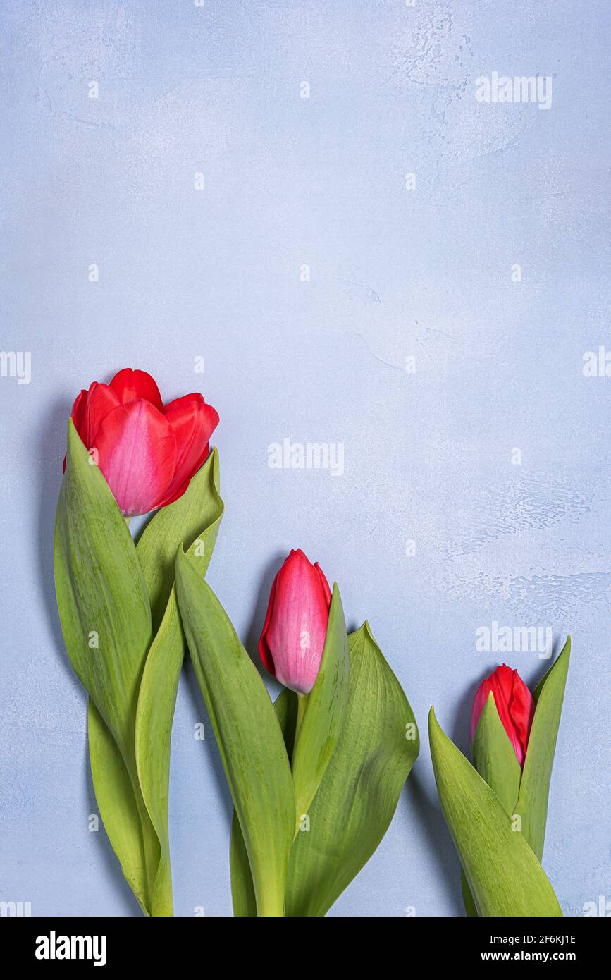 Seasonal background with fresh natural flower flat lay and copy space. Three bright red and pink spring tulips with green leaves on blue textured conc Stock Photo