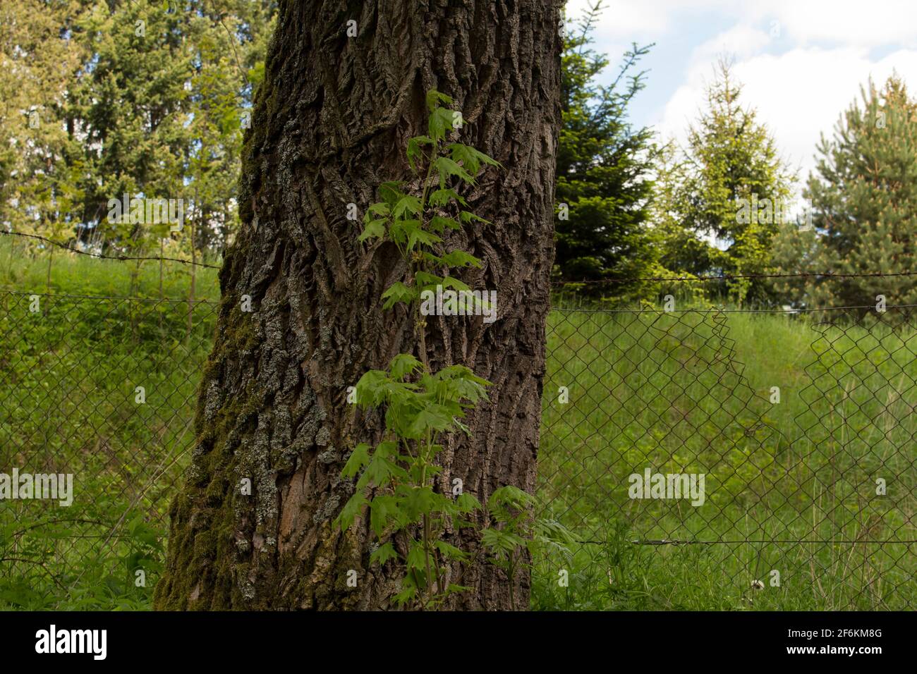 tree in landscape Stock Photo - Alamy