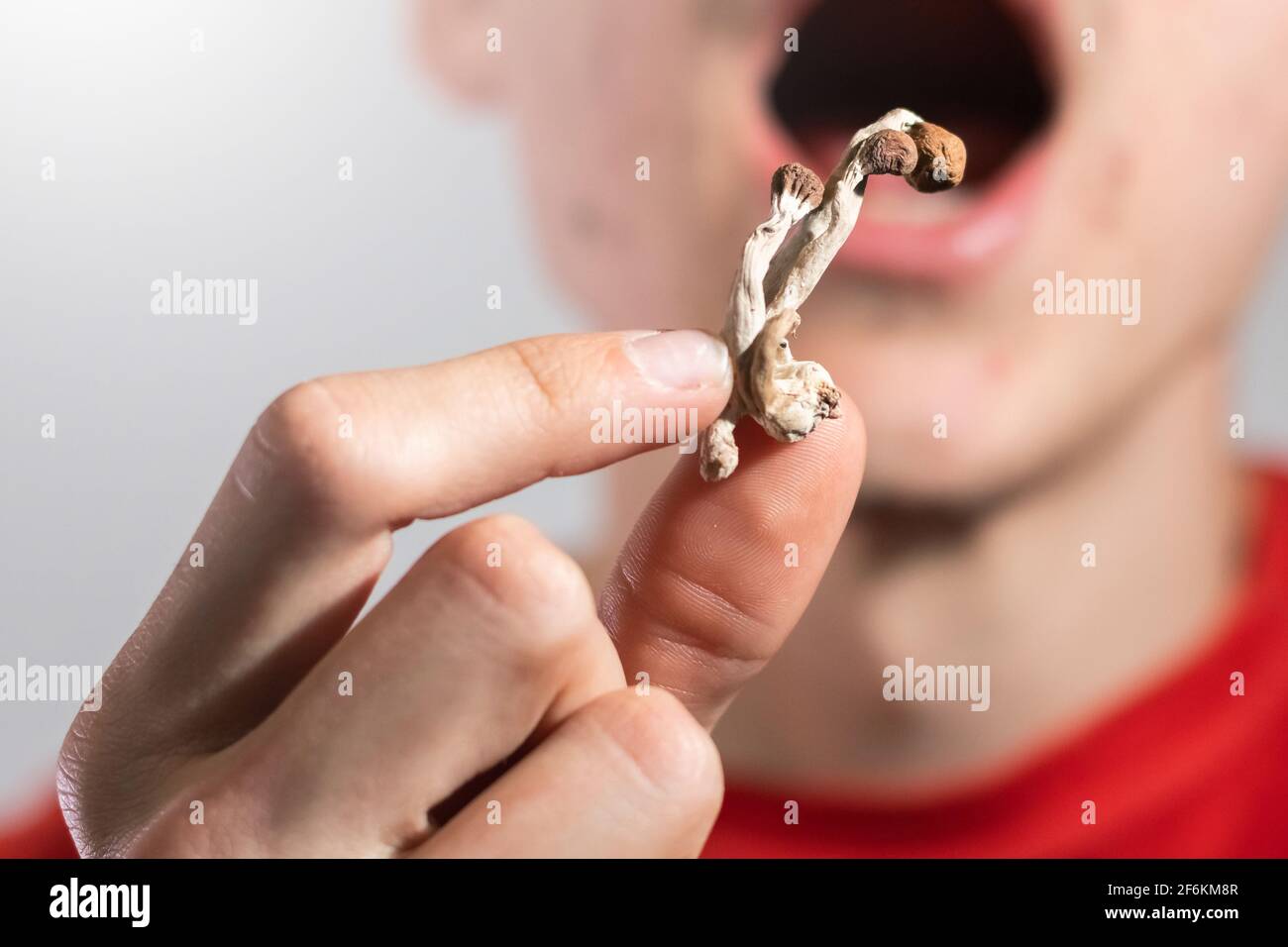 Psilocybin psychedelic microdosing. Magic Mushrooms being eaten by a casual man. Stock Photo