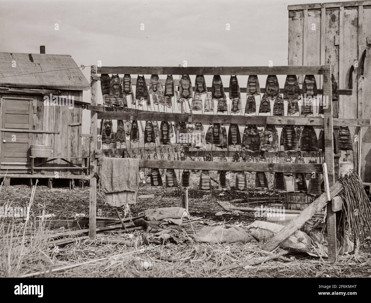 Muskrat Trappers High Resolution Stock Photography and Images Alamy