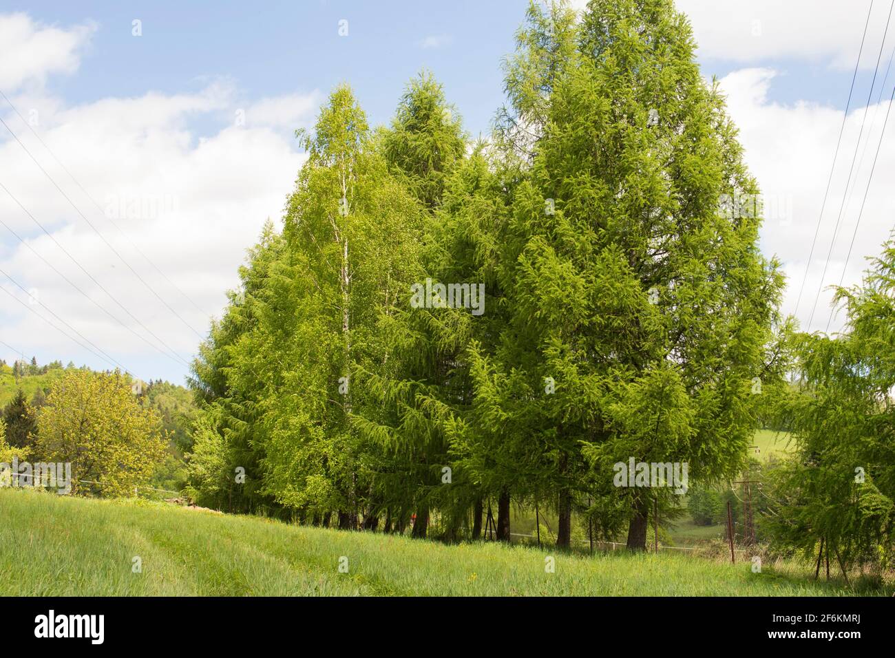 trees in landscape Stock Photo