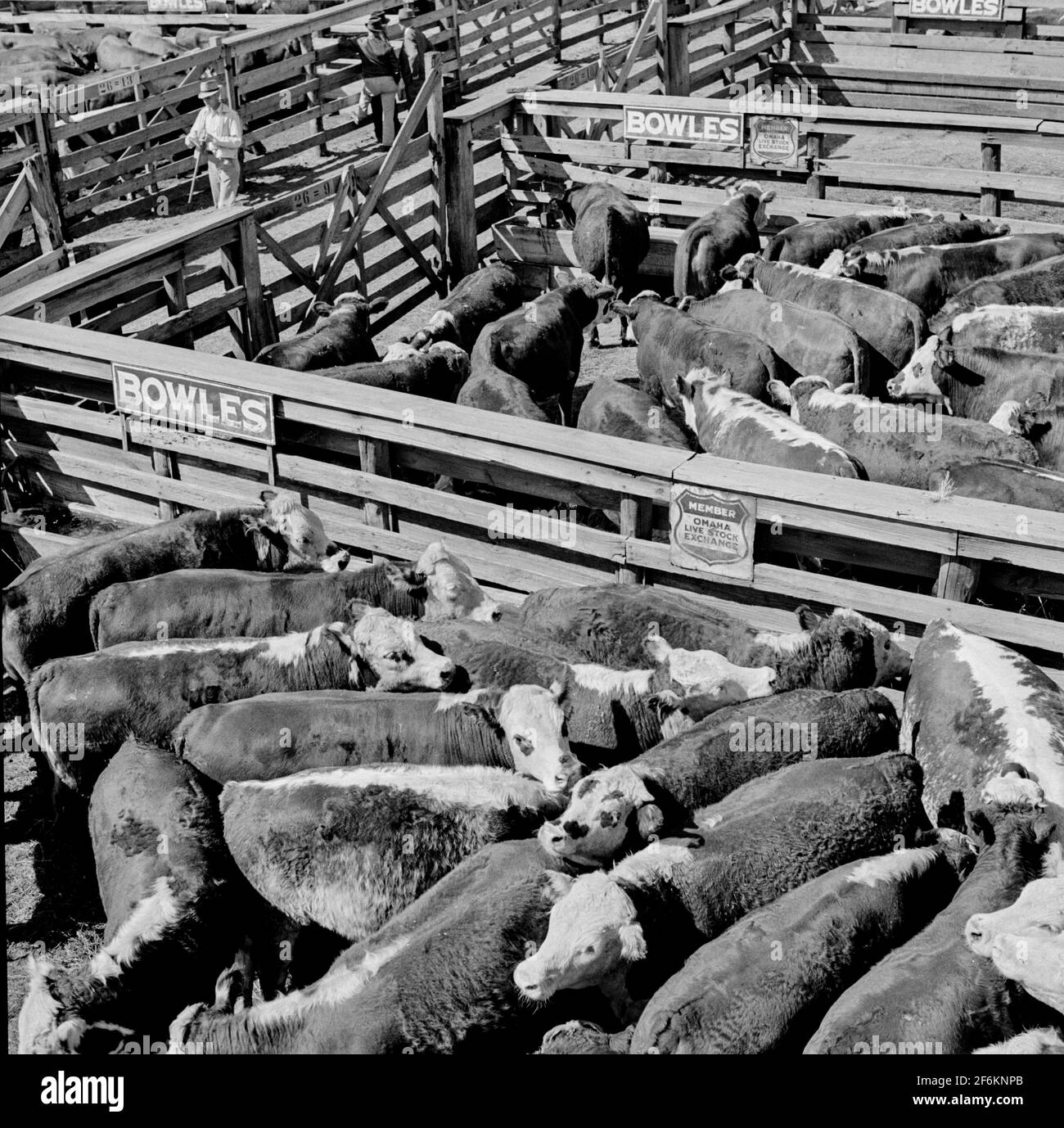 Cattle in pens at the Union Stockyards before the auction sale. Omaha, Nebraska. 1941. Stock Photo