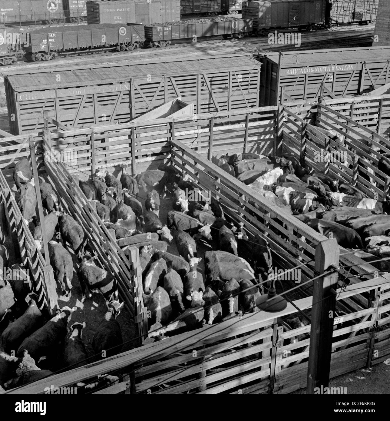Cattle in loading pens ready to be shipped to freight cars after auction sale. Union Stockyards, Omaha, Nebraska. 1941. Stock Photo