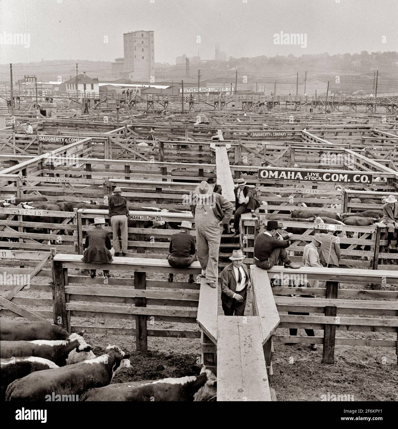 Cattle being inspected by commission men and buyers before auction sale