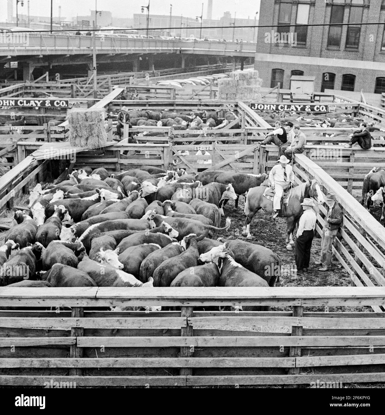 Cattle being inspected by commission men and buyers before auction sale. Union Stockyards, Omaha, Nebraska. 1941. Stock Photo
