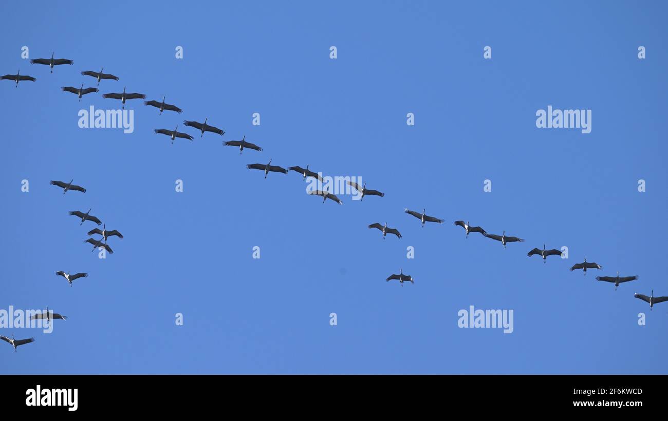 Kraniche auf der Reise; Cranes on the journey Stock Photo