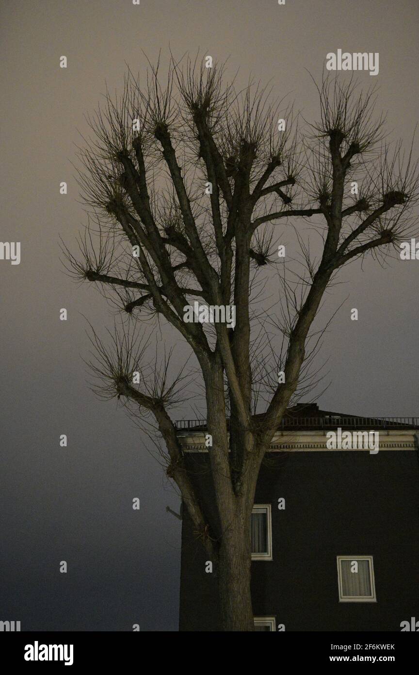 Geisterhafter Baum, Ghostly tree Stock Photo