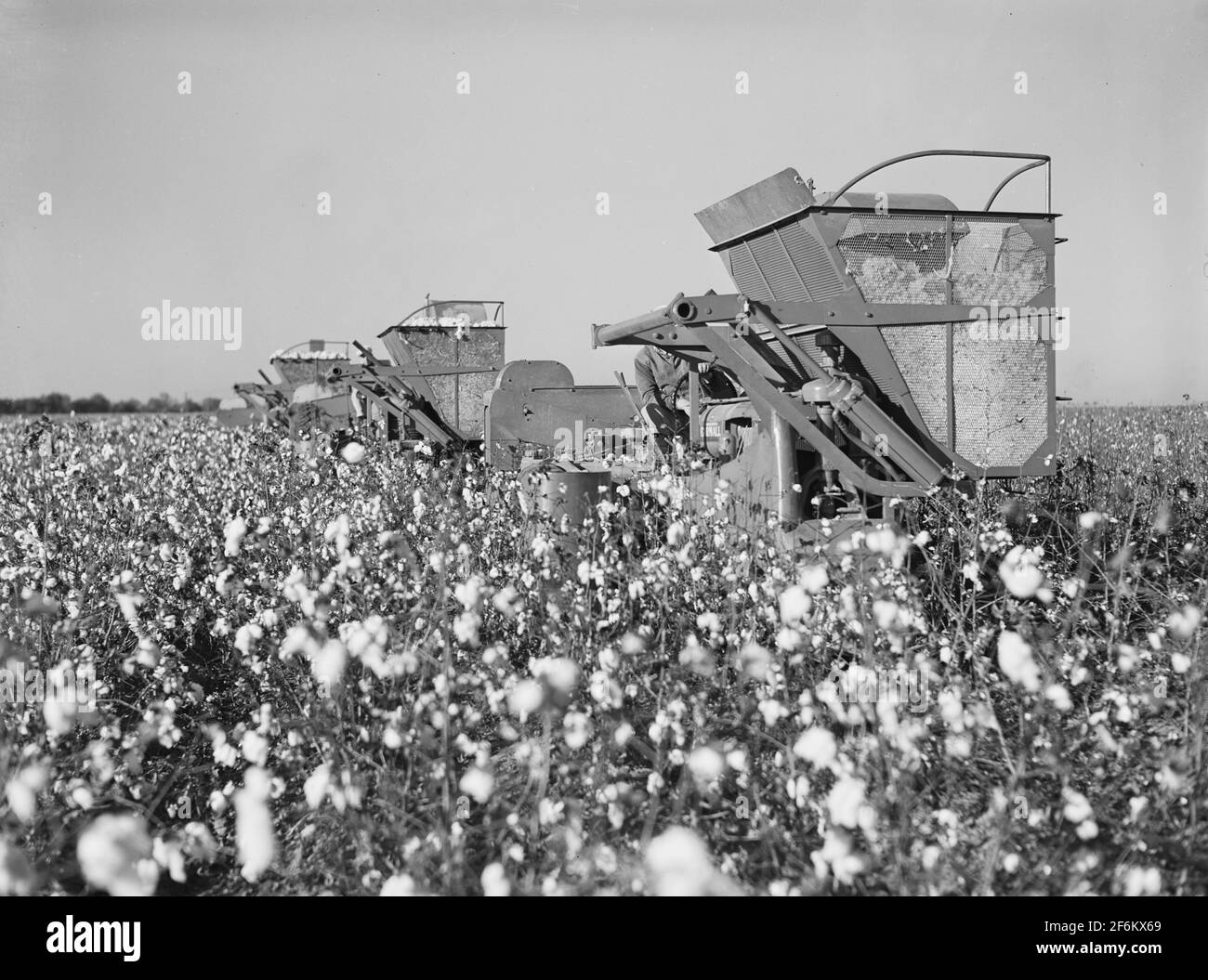 Three international pickers in a cotton field on Hopson Plantation