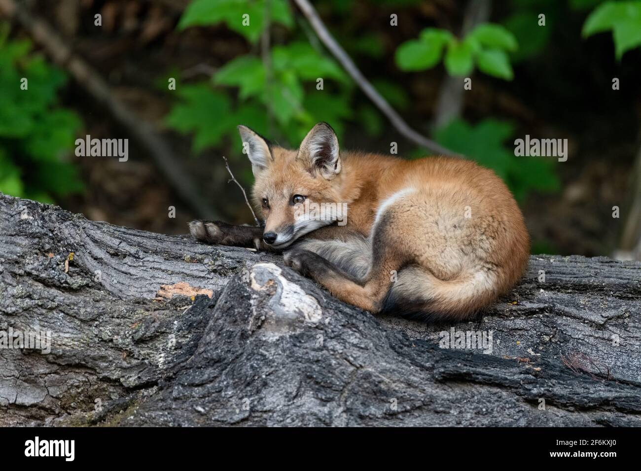 Red fox kit opens its eyes and looks around before returning to its summer evening nap in Canada Stock Photo