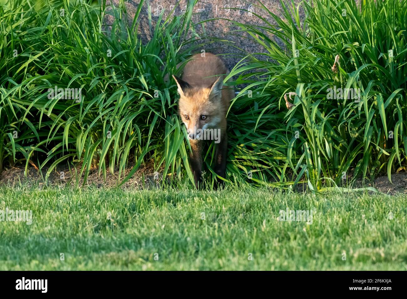 Red fox kit emerging from a hiding spot in the plants while playing hide and seek with its siblings Stock Photo