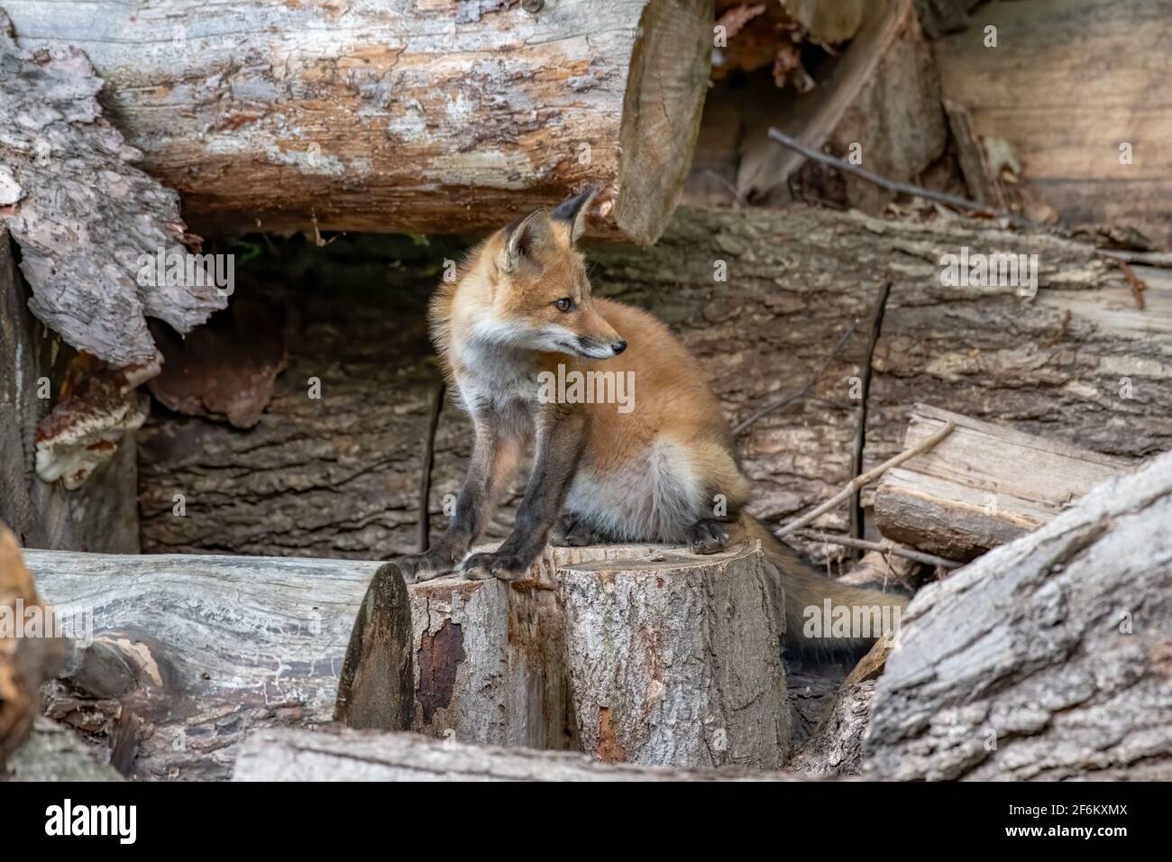 Red fox (Vulpes vulpes) kit playing in a wood pile looking for a chance to pounce on one of its siblings in Canada Stock Photo