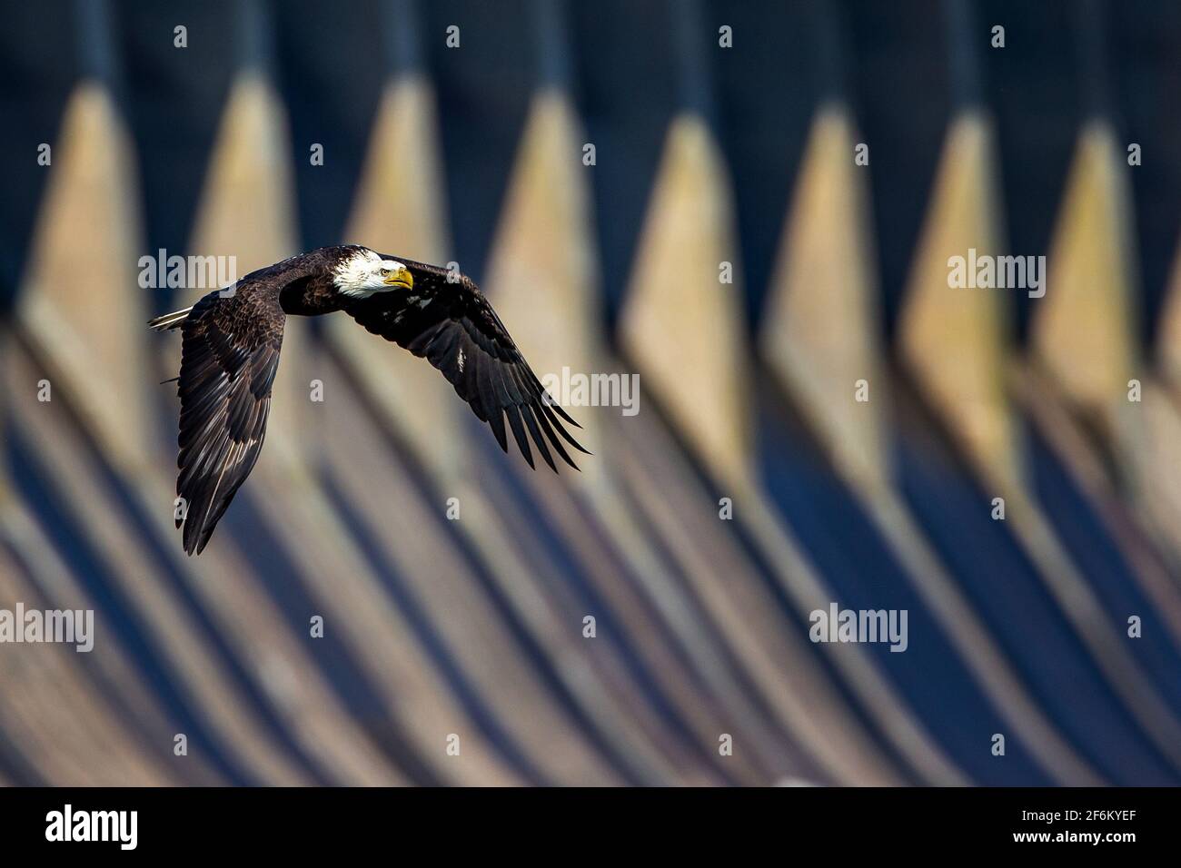 Soaring eagle over dam Stock Photo