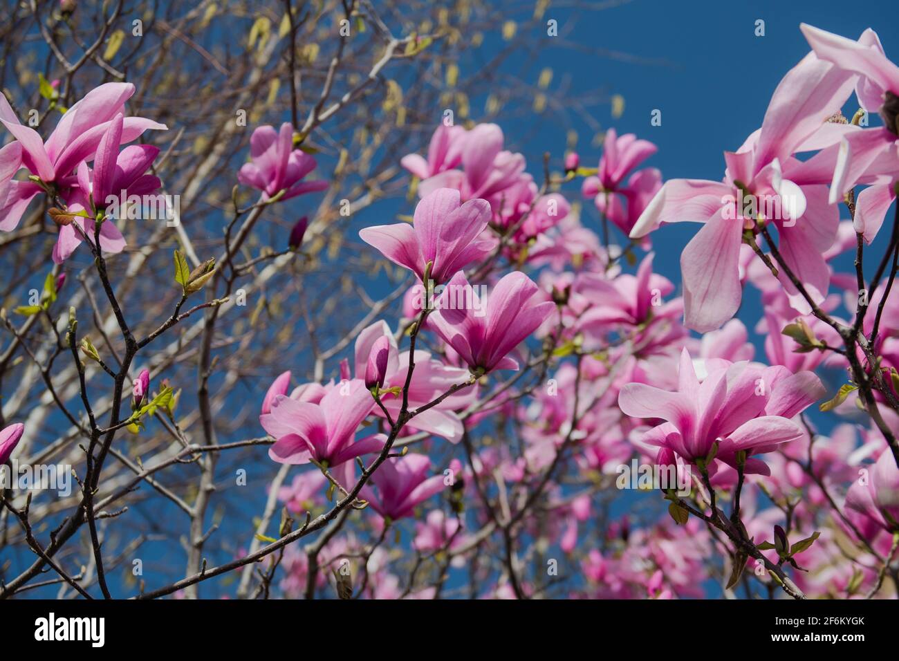 Large pink flowers magnolia tree hi-res stock photography and images ...