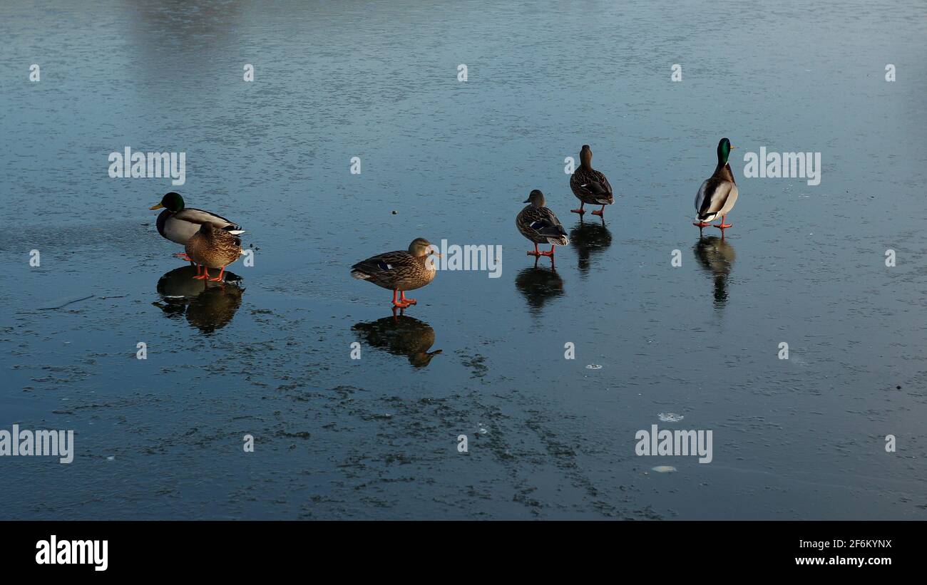 Ducks on the thin ice of a frozen lake. Anatidae. Stock Photo