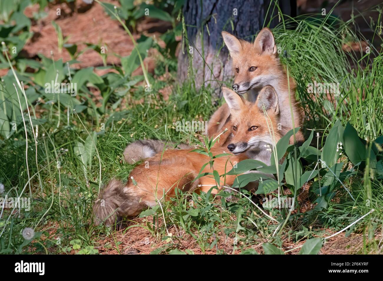 Mother and daughter red foxes Stock Photo