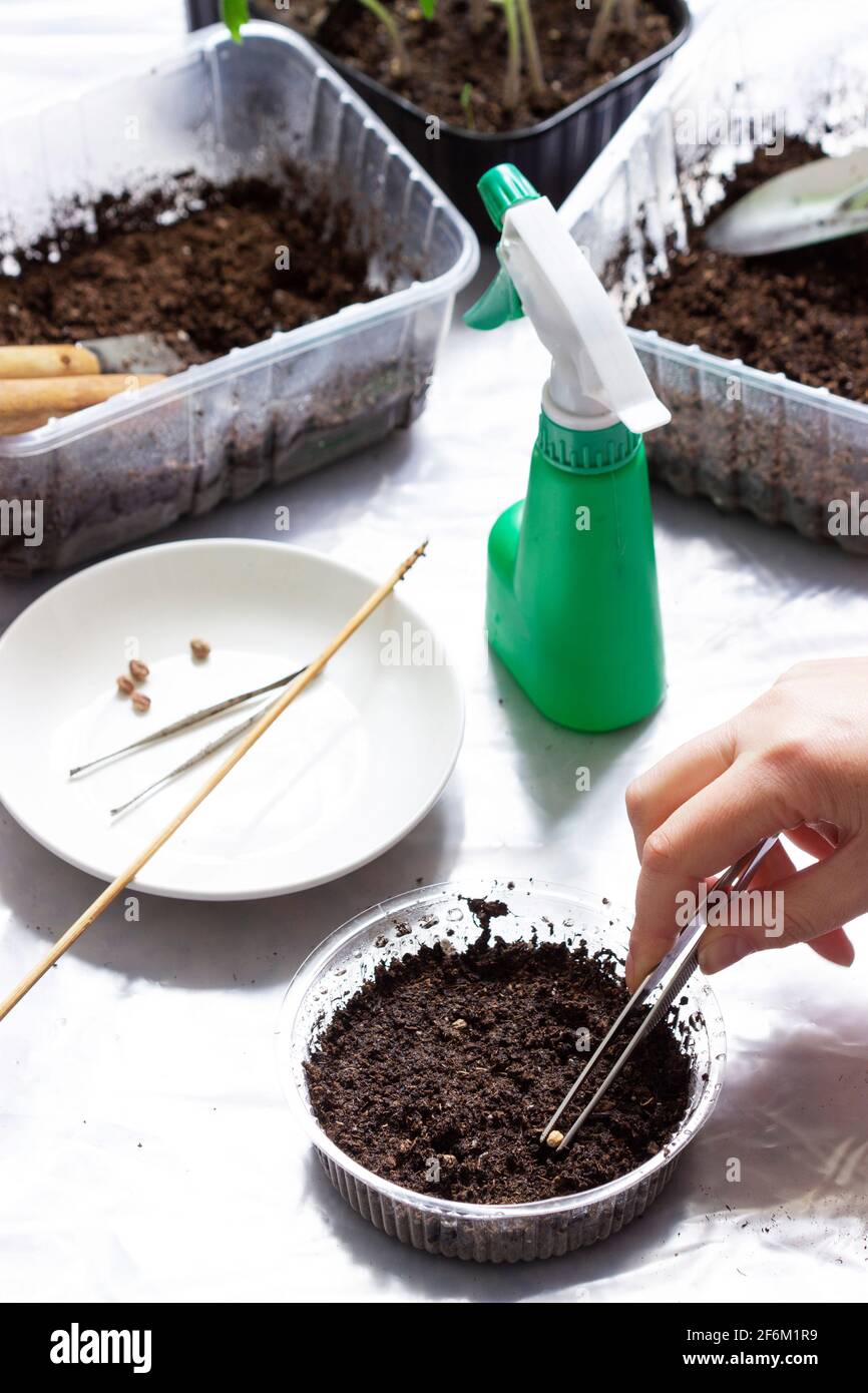 A girl planting seeds in wet soil, trays with seedlings on a light background. Stock Photo