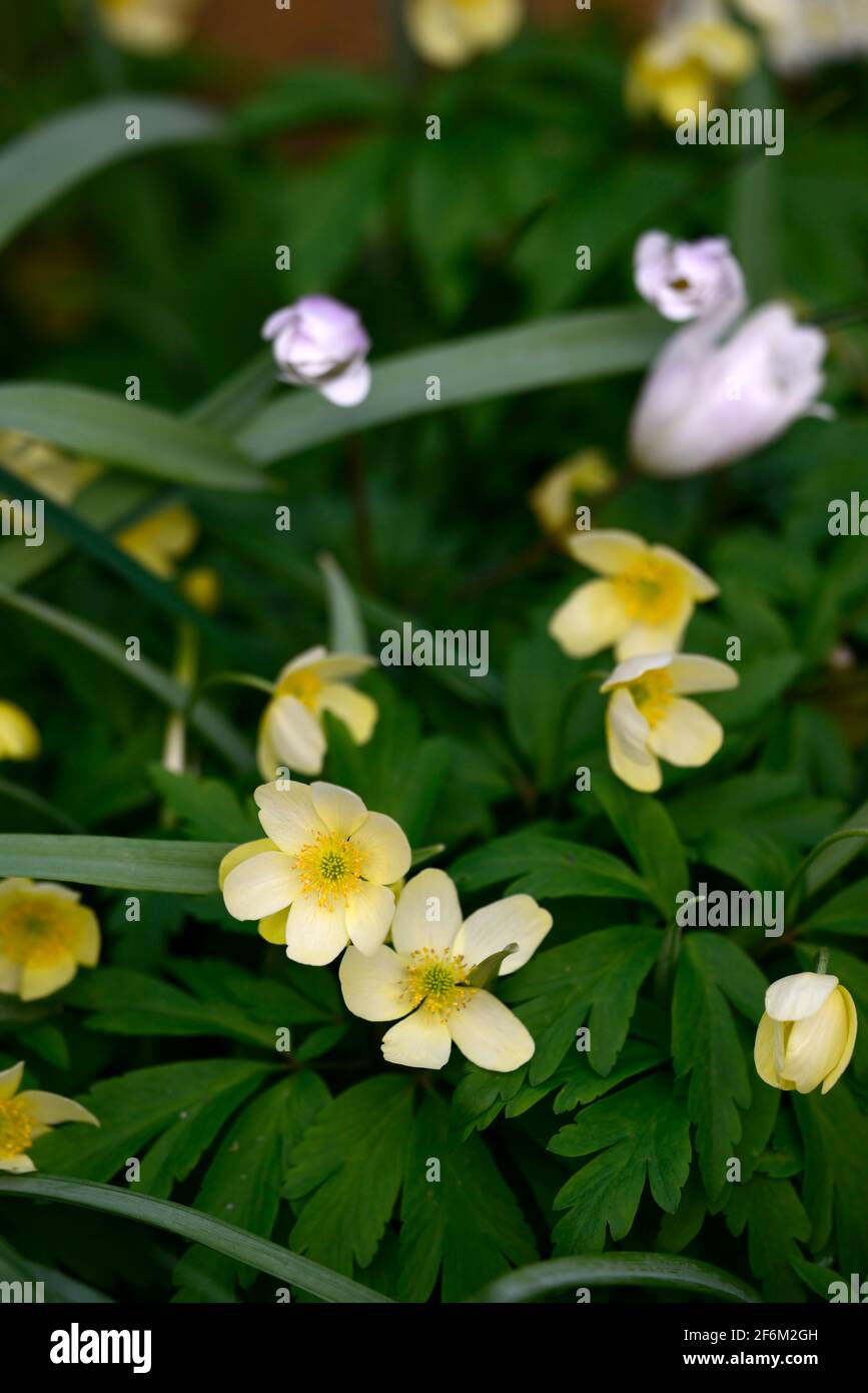 anemone x lipsiensis pallida,cream yellow flower,flowers,wildflower,flower, flowering, woods, woodland garden, shade, shady, shaded, RM Floral Stock Photo
