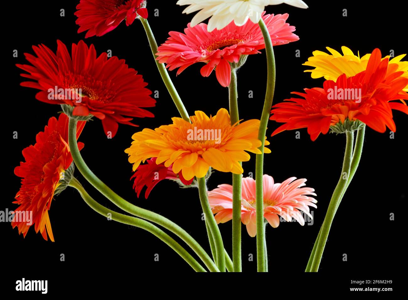 Colourful floral arrangement of Gerbera (Asteraceae). Gerbera is native to tropical regions of South America, Africa and Asia Stock Photo