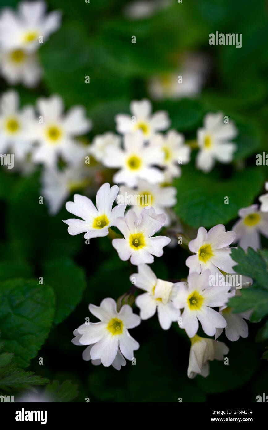 primula allionii,Allioni's primrose,Primula glutinosa,primrose,primroses,flowers, flower, bloom ,blossom ,alpine plant, RM Floral Stock Photo