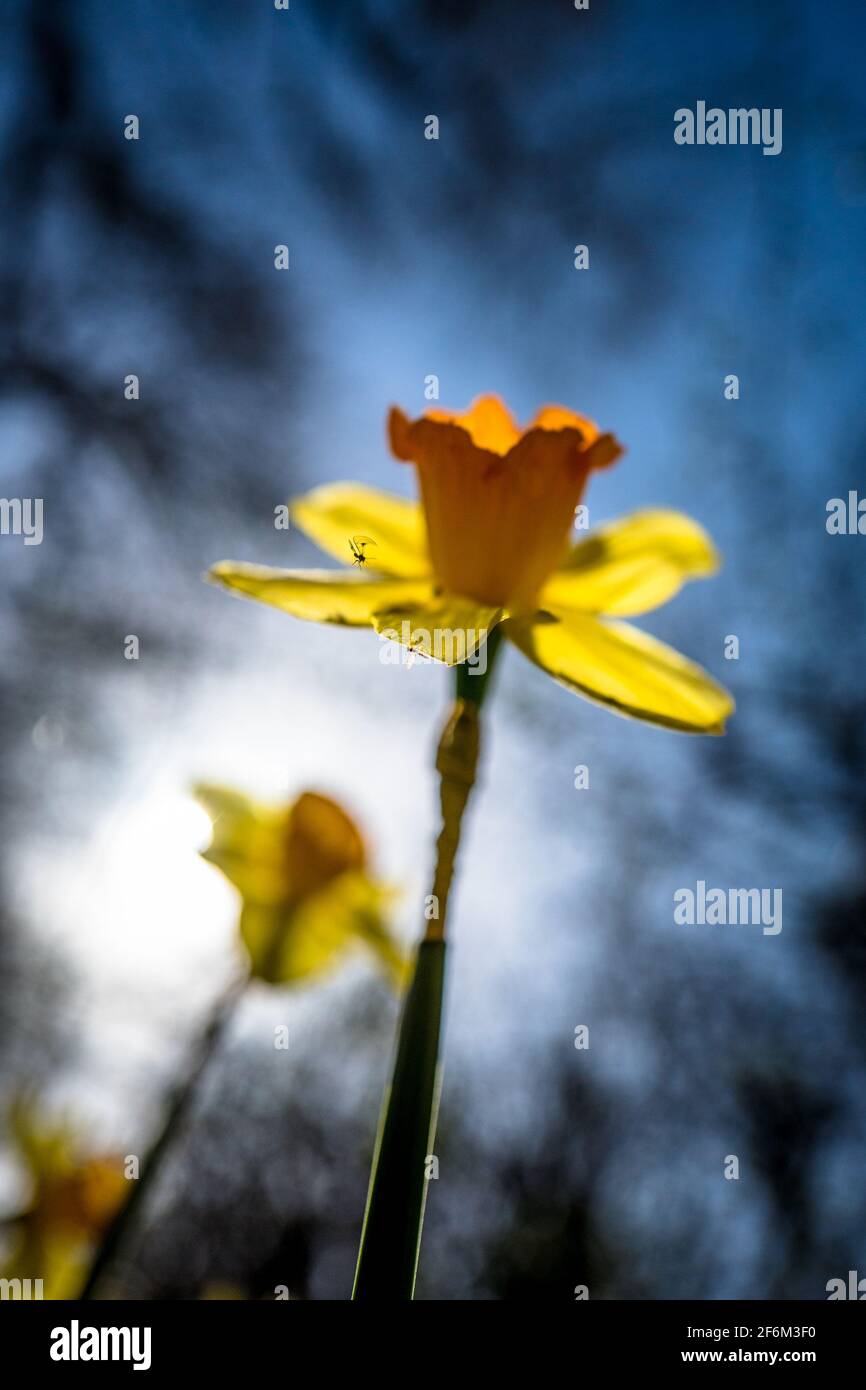 Insect and daffodil hires stock photography and images Alamy