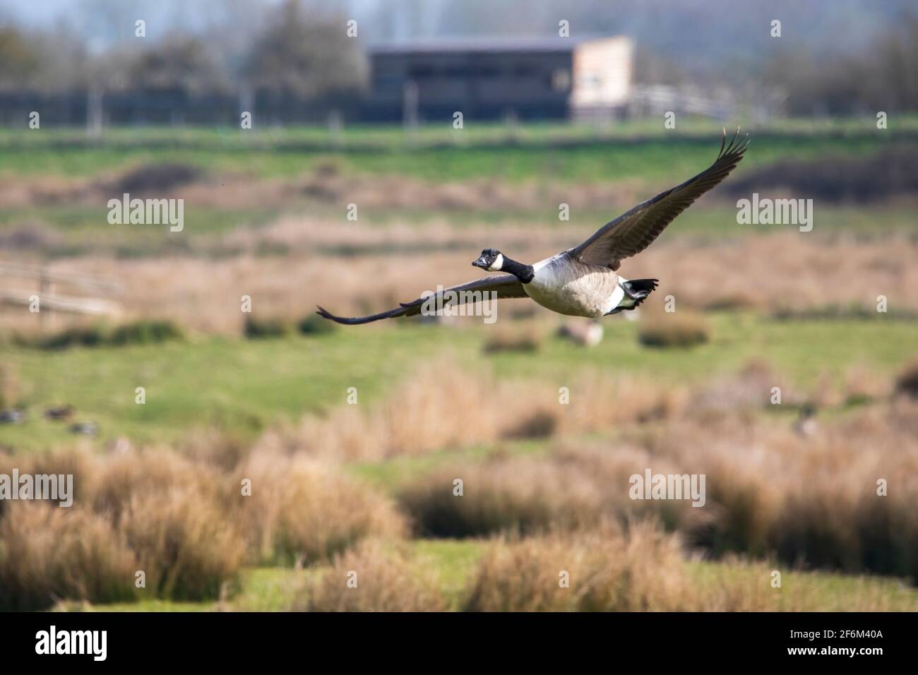 A Canadian goose in flight over a wetlands, with wings at full expanse. Stock Photo