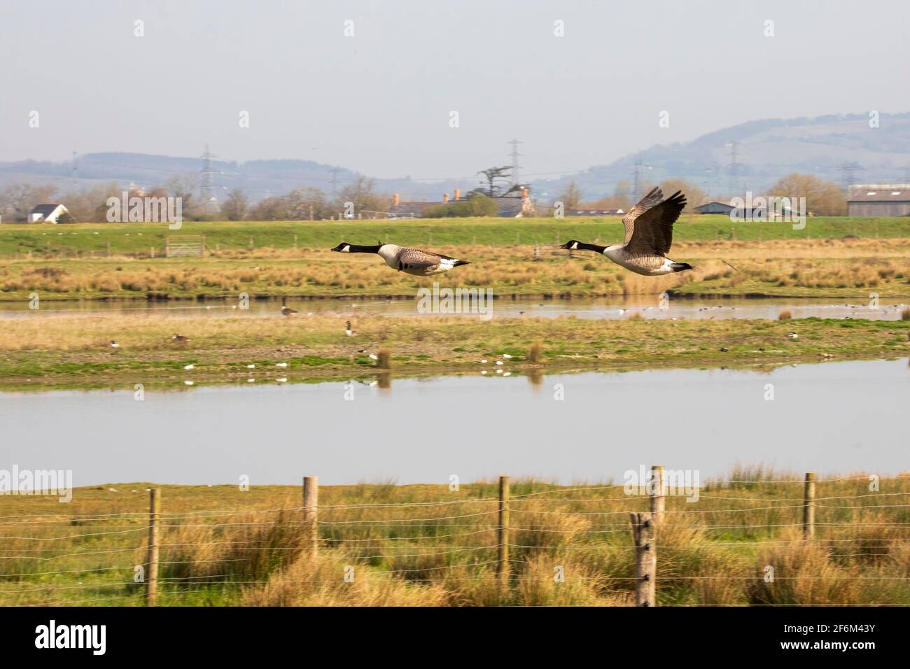 Two Canadian geese flying over the agricultural wetlands of Newport. Stock Photo