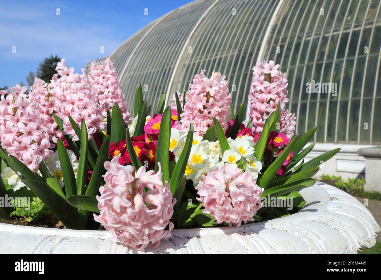Spring flowers by the Temperate House, in Kew Gardens, in SW London, UK Stock Photo