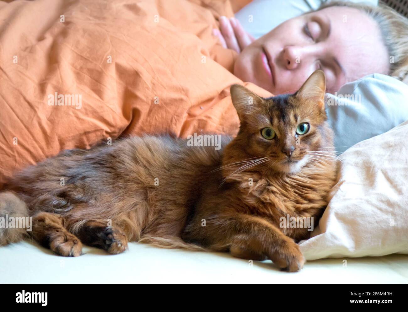red fluffy cat of the Somali breed lies on the bed next to a sleeping woman Stock Photo