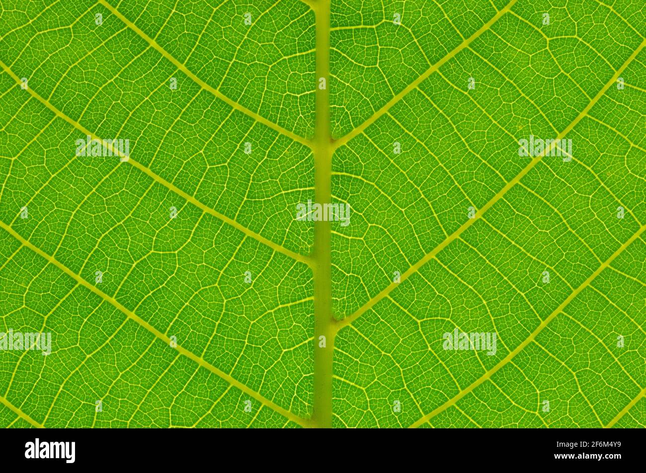 Green leaf background. Leaf texture. Macro photo. Abstract nature background. Stock Photo