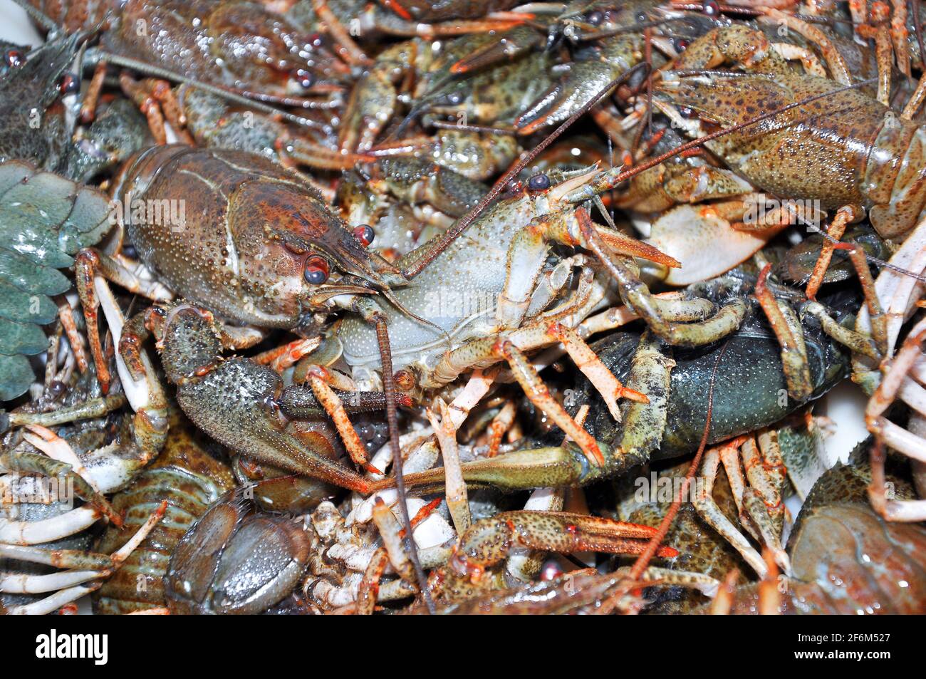 Live Crawfish High Resolution Stock Photography And Images Alamy