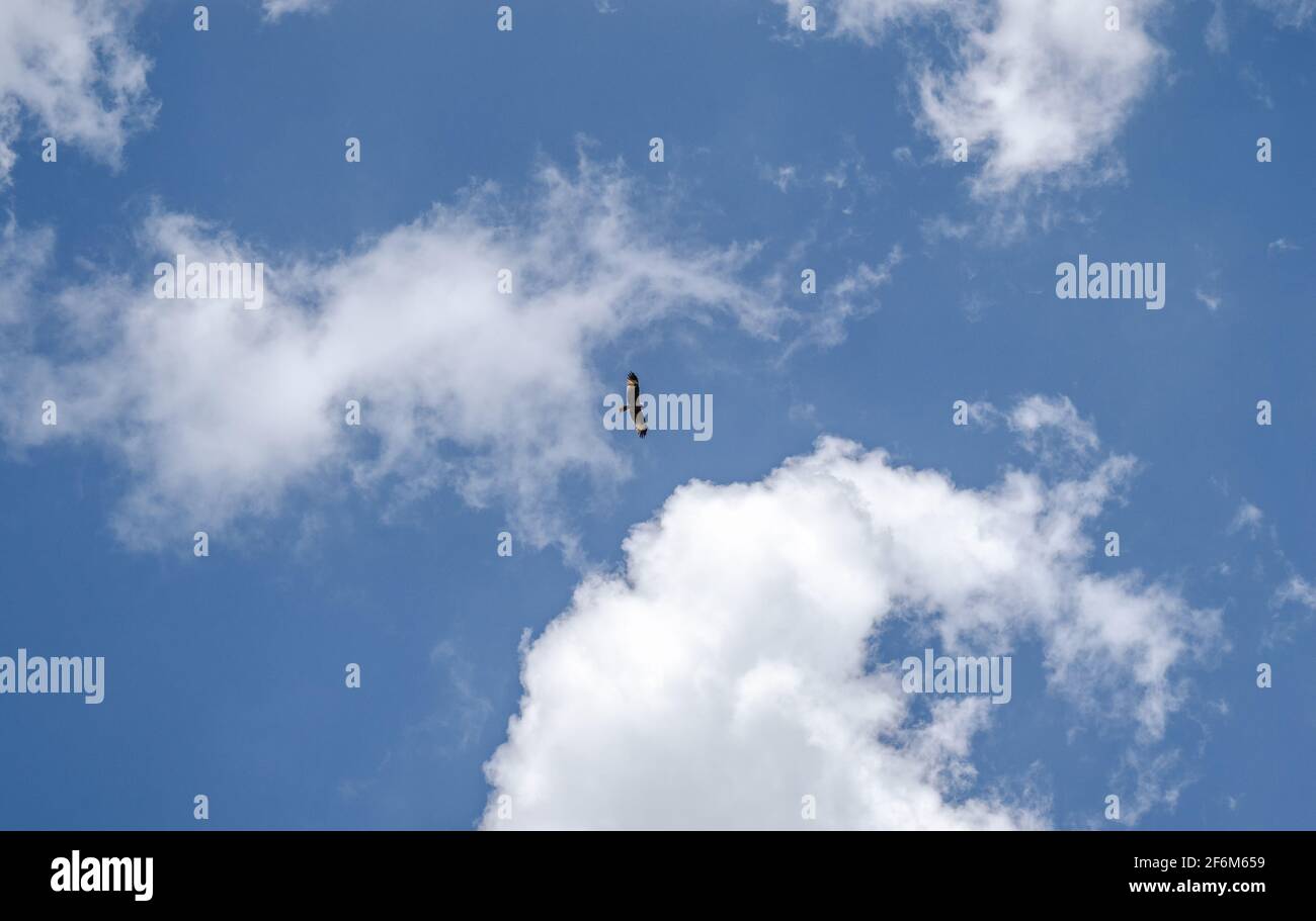 Soaring eagle in blue sky with clouds, natural background Stock Photo