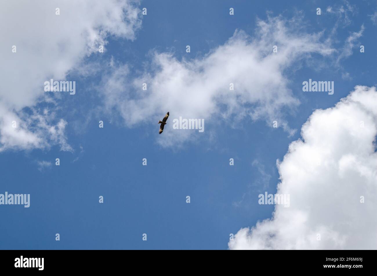Soaring eagle background blue sky with clouds Stock Photo