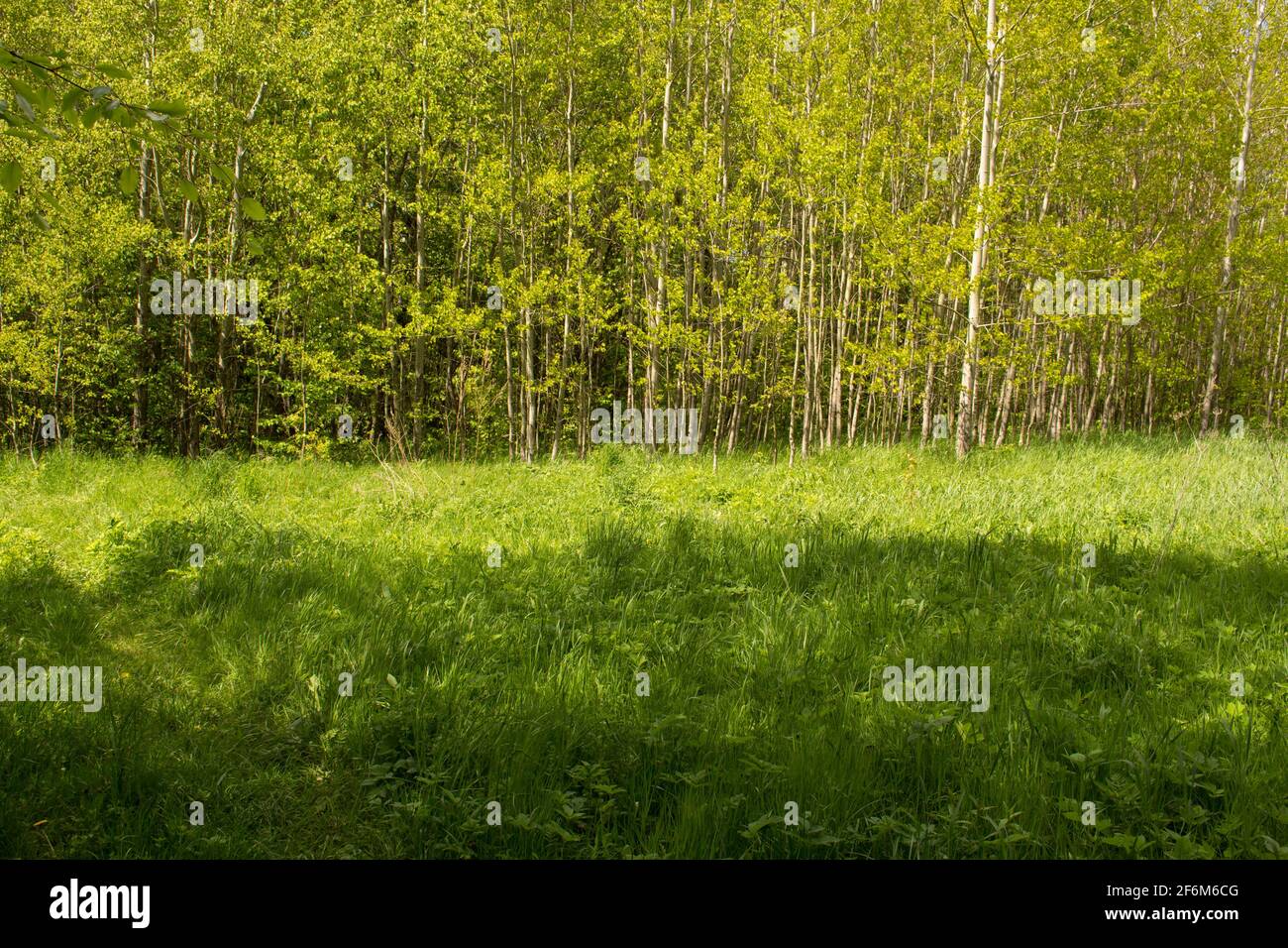 trees in landscape Stock Photo - Alamy