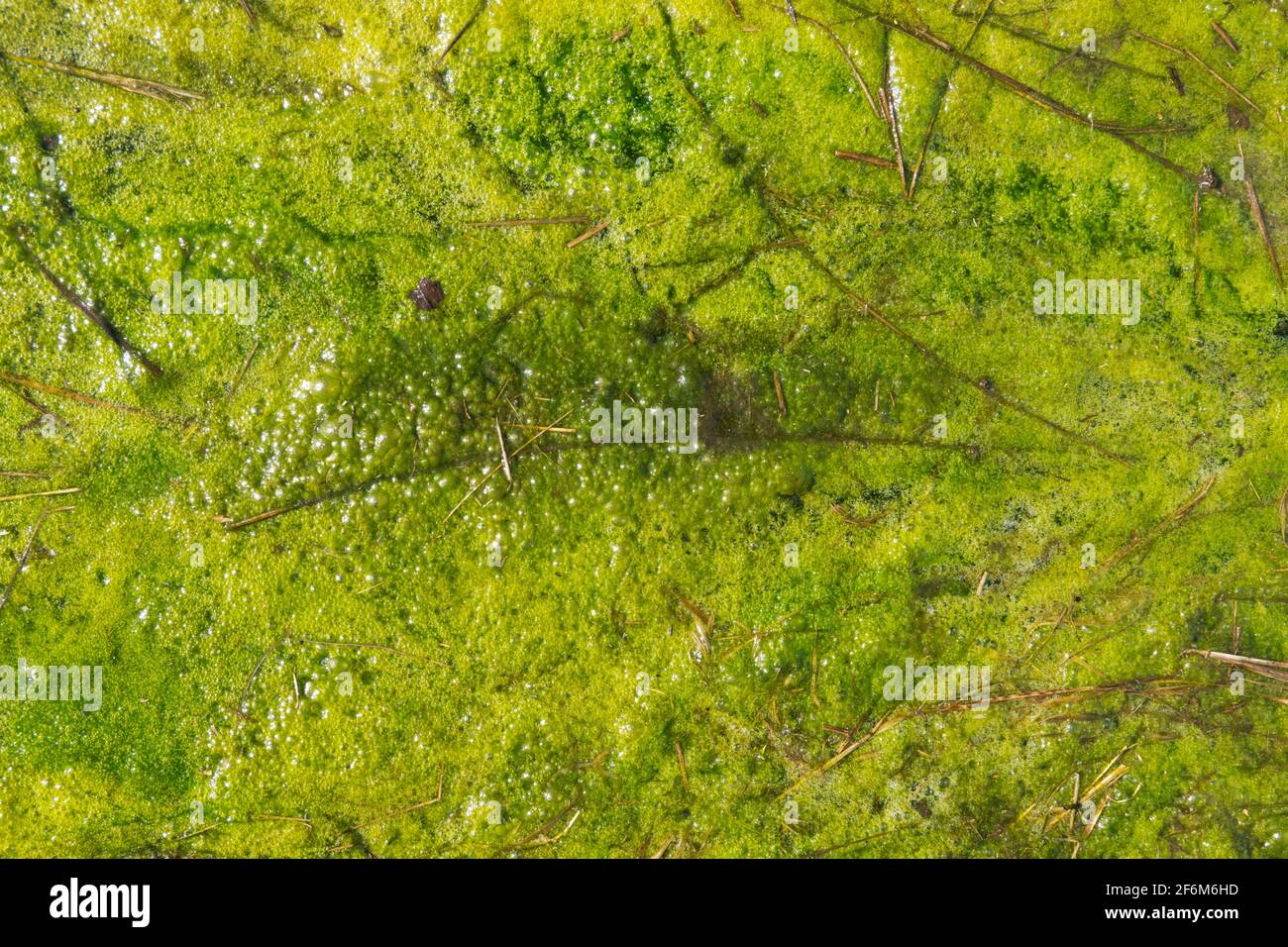 Thick layer of algae floating on polluted water Stock Photo Alamy