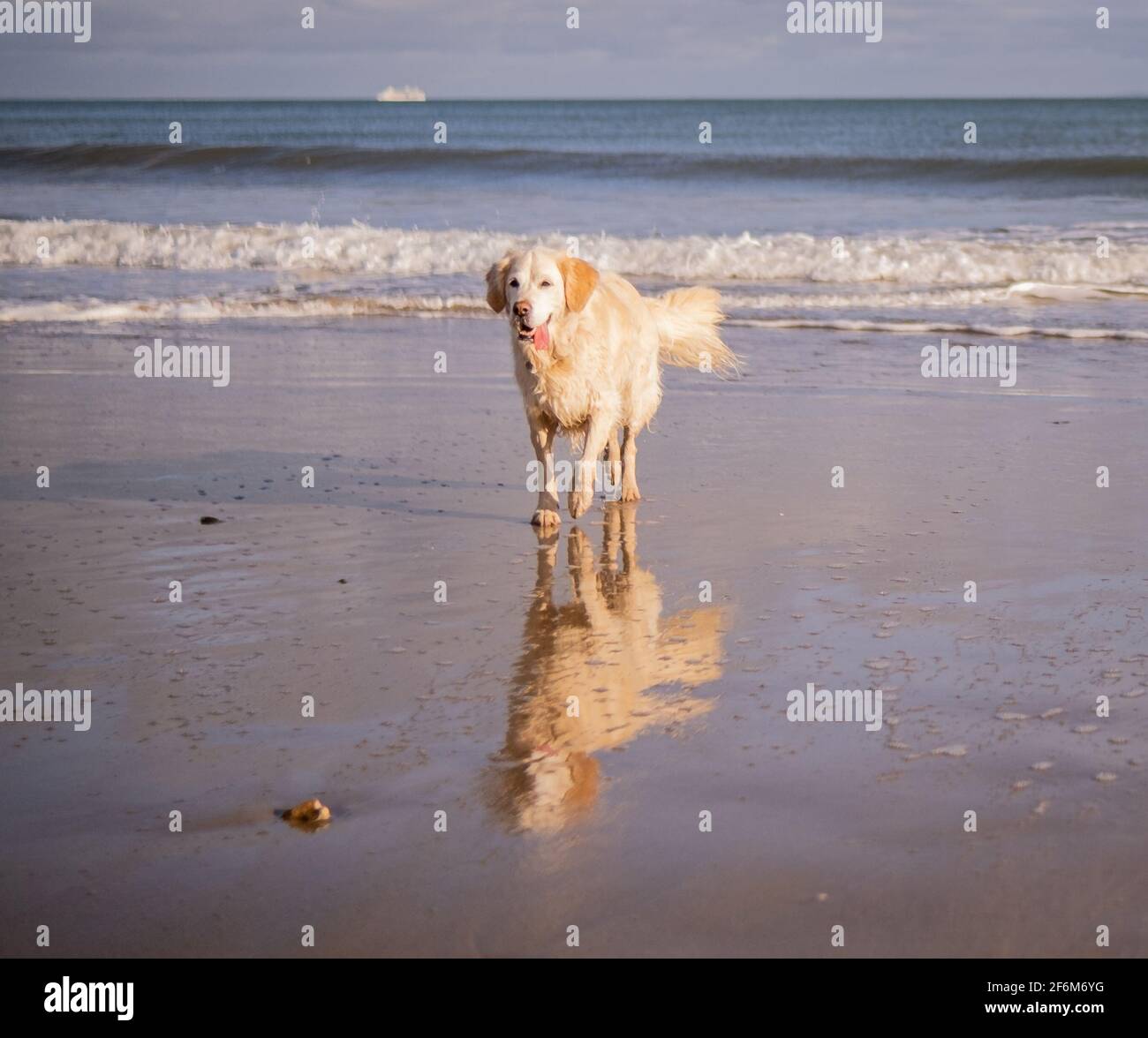Happy wet golden retriever dog playing at the beach Stock Photo - Alamy